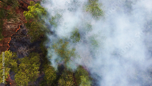 Smoke in the forest