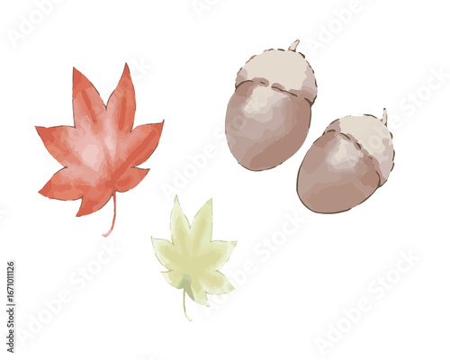 The arrival of autumn: acorns and maple leaves