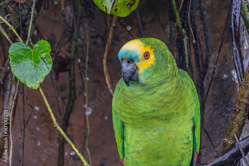 Turquoise-Fronted Parrot or Papagaio-Verdadeiro - Male - South East Brazil - South America (Amazona aestiva)