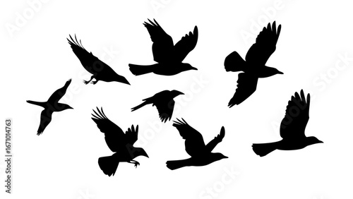 Collection of black bird silhouettes in different poses flying perched