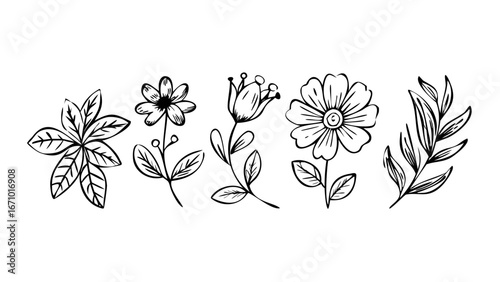 Delicate floral outlines with swirling leaves doodle hand drawn