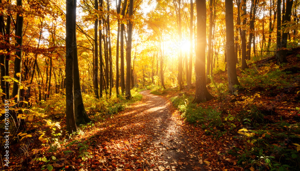 Obraz premium Sunlit Autumn Forest Pathway