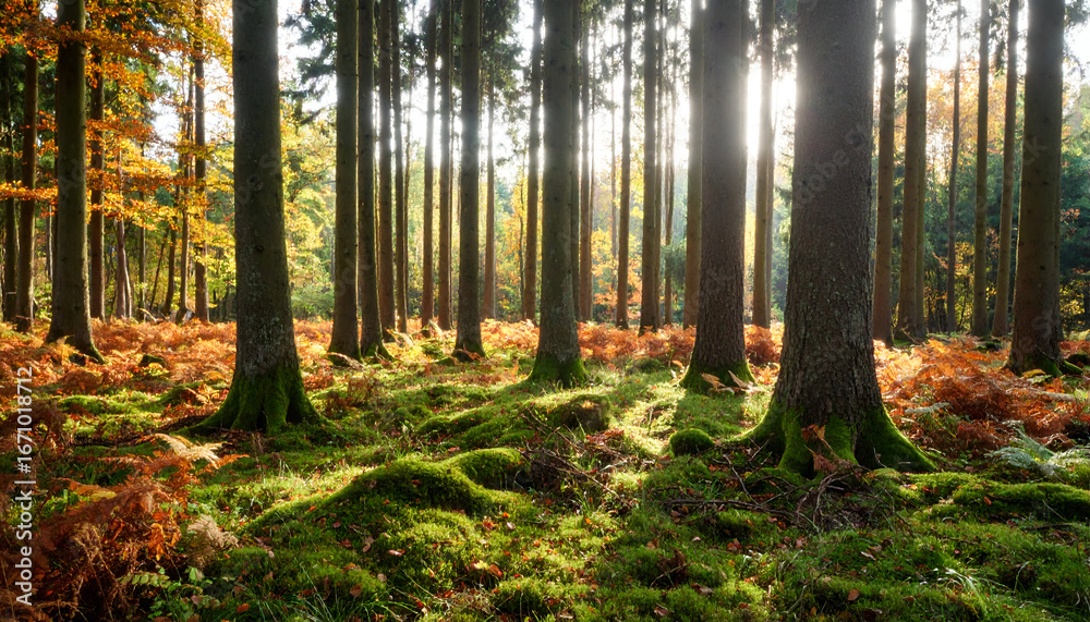 Obraz premium Sunlit Autumn Forest with Mossy Floor