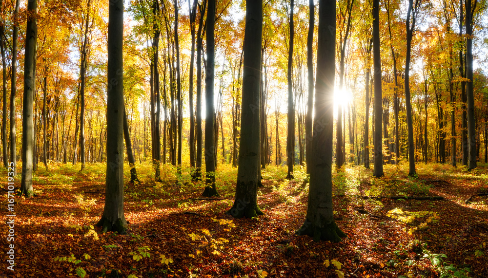 Obraz premium Serene Autumn Forest with Sunlight