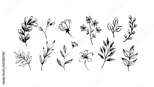 Rough ink brush strokes depicting delicate floral elements botanical