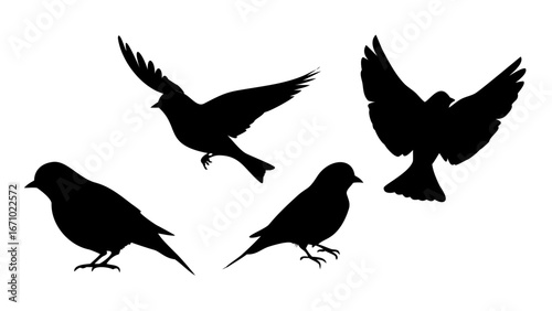 Two sparrows in flight on transparent background birds flying