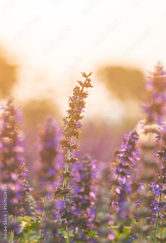 Naklejka premium Purple spider flowers bloom in gentle light.