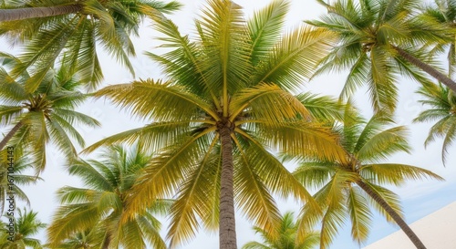 Palm trees reach skyward, their fronds creating a tropical canopy view