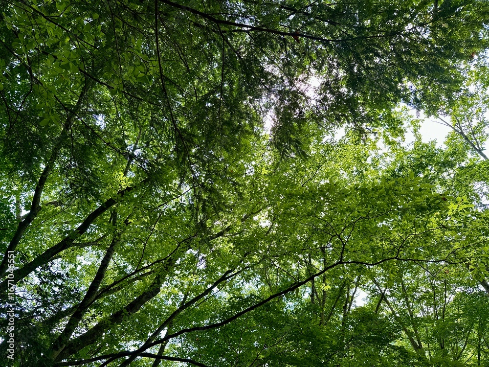 Fototapeta premium 夏の涼しげな渓谷の木々の風景。西沢渓谷。