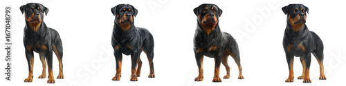 Noble Rottweilers Standing Proudly, The Perfect Companions, Four Elegant Dogs Looking Alert, A Symbol of Loyalty and Strength, A Collection of Beautiful and Majestic Rottweiler Portraits