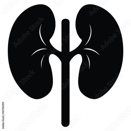Black kidney silhouette with branching vessels renal