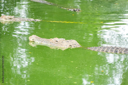 фотографія A hidden crocodile, with only its head and part of its back visible, lurks in a vibrant green pond covered in algae or duckweed
