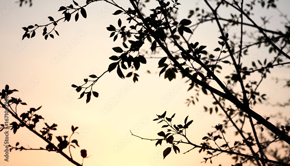 Obraz premium tree branches silhouette
