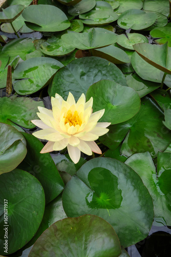 Fotografía Serene Yellow Water Lily Blooming Amidst Green Lily Pads in Tranquil Water Garde