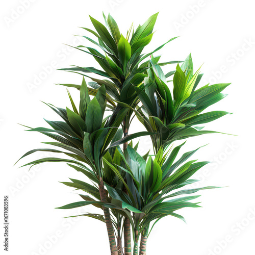 Wallpaper Mural Yucca Gigantea Elephantipes plants Torontodigital.ca