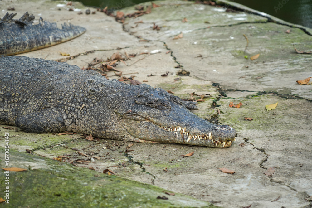 Obraz premium A close-up shot of a large crocodile lying on the ground, showing its textured skin and scales.