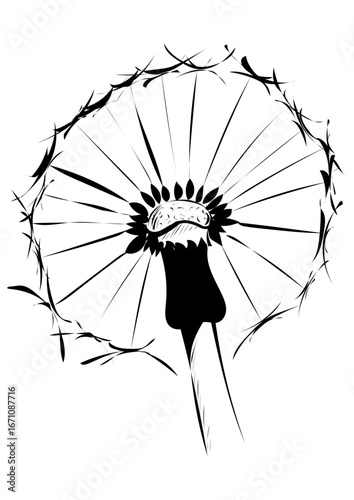 Pusteblume 