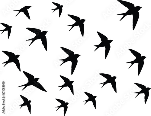 Black silhouette of swallows flying in various directions on white bird