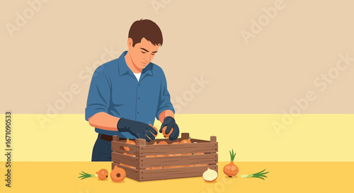 Farmer Carefully Arranging Fresh Onions into Harvesting Crate for Market Display