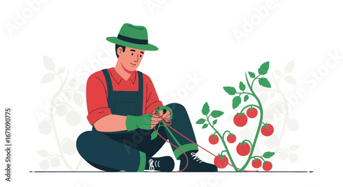 Farmer Cultivating Tomato Plants, Carefully Tying the Stalks, Gardening Illustration