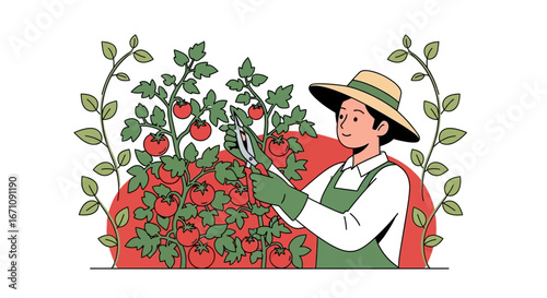 Harvesting Tomatoes: A Gardener's Delight Amidst Lush Greenery and Sunlight
