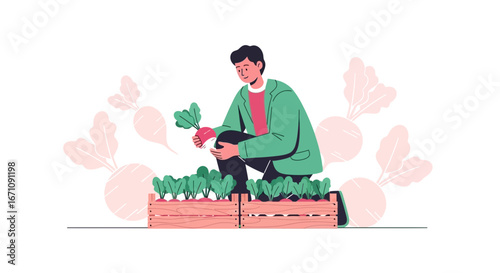 Farmer Harvests Fresh Radishes from Wooden Crates in a Garden, Harvesting Vegetables