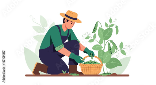 Farmer Kneeling Harvesting Peas From The Vine While Filling A Basket Beautiful Illustration