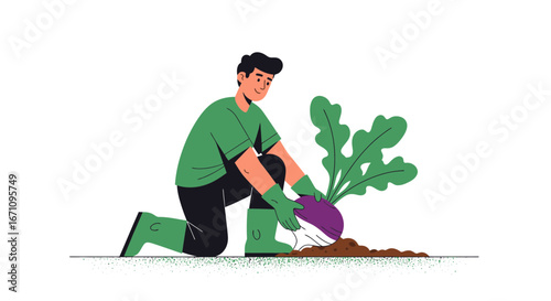 Gardener Carefully Harvesting Purple Turnip Vegetable From Soil In the Garden
