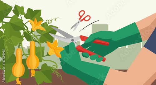 Gardener Pruning Squash Vines with Shears in Preparation for Harvest