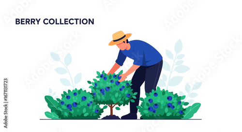 Man Harvesting Berries From Bush, Illustration Of Agricultural Labor And Production