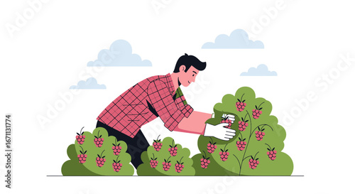 Man Harvesting Berries From Bushes During Sunny Weather Illustration