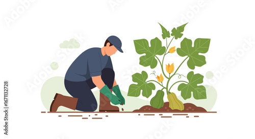Man Tending Pumpkin Plant Illustration Shows Gardening, Cultivation, And Organic Practices