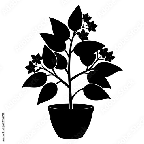 wax hoya bella plant silhouette black-flower vector on white
