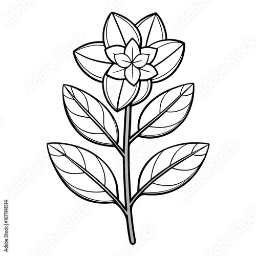 line art wax plant fish tail hoya flower  vector  on white background