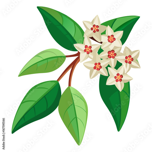 wax plant fish tail hoya flower  vector  on white background