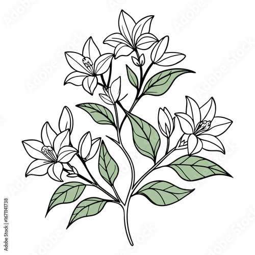 vector illustration weigelia florida rouge line art -black-flower