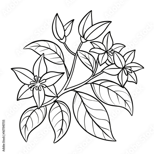 weigelia florida rouge line art vector -black-flower