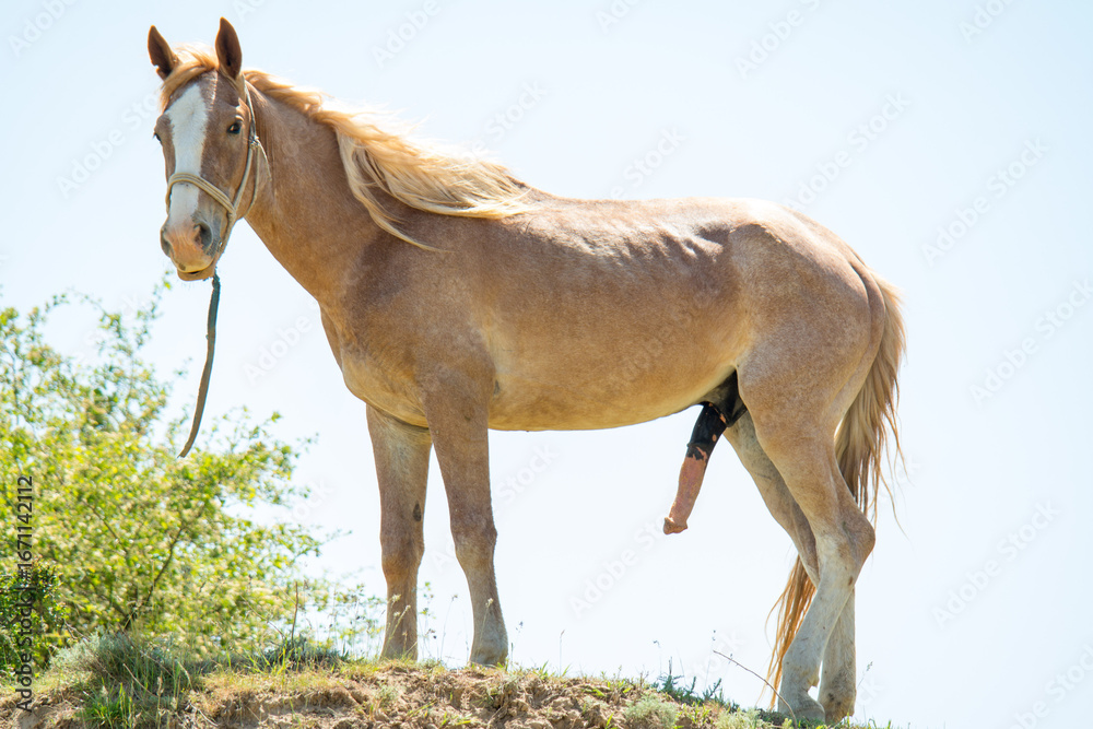 Obraz premium horse on the meadow