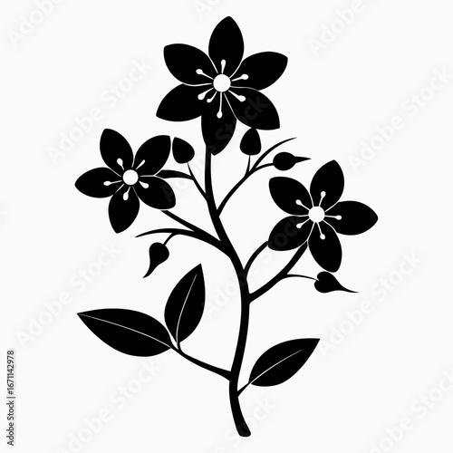  winter jasmine silhouette flower on white