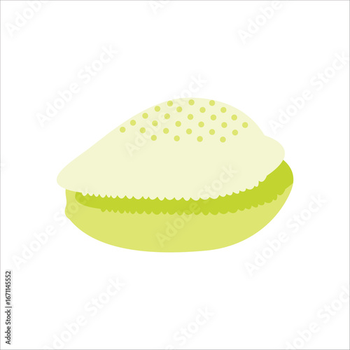 Cowry shells illustration