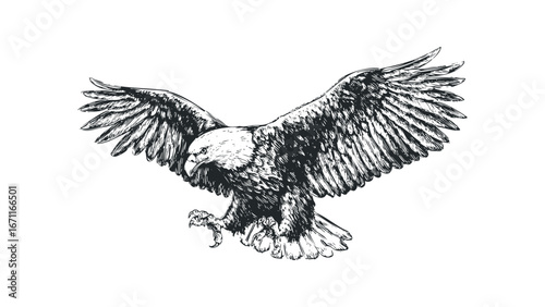 Detailed sketch of a majestic eagle in flight, wings spread wide, preparing to land with sharp talons extended. Vector hand drawn illustration