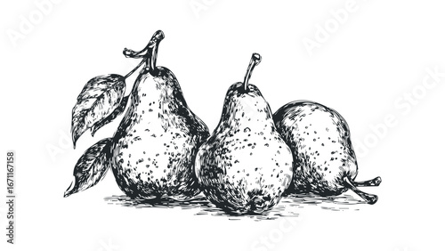 Three Textured Pears with Leaves, Hand Drawn Sketch Style. Vector hand drawn illustration