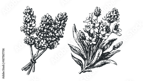 Black and White Sketch of Lavender Sprigs on a White Background. Vector hand drawn illustration