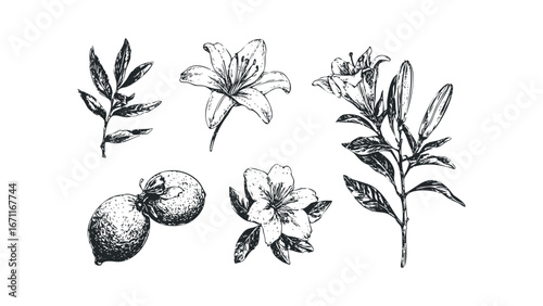 Hand Drawn Sketch Collection of Lily Flowers and Lemons. Vector hand drawn illustration