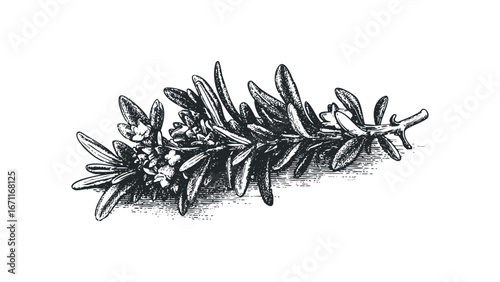 Ink drawing of a rosemary sprig with delicate flowers and detailed leaves on a white background. Vector hand drawn illustration