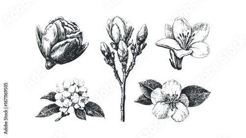 Hand-drawn collection of blooming plant buds and blossoms. Vector hand drawn illustration