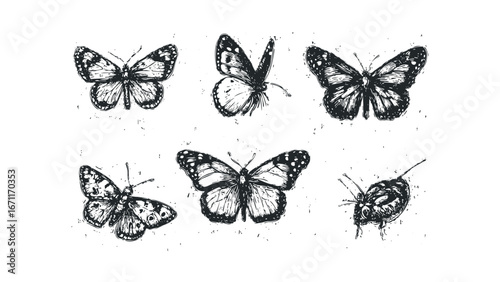 Six varied monarch butterflies depicted in a woodcut style. Vector hand drawn illustration