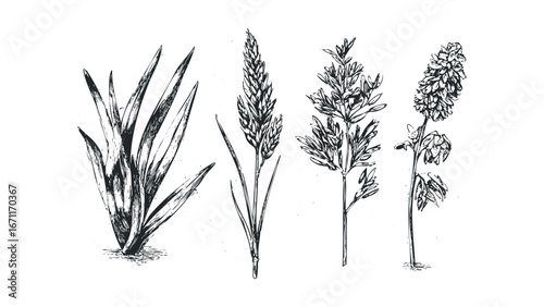 Detailed botanical drawing of four distinct grass species in black and white. Vector hand drawn illustration
