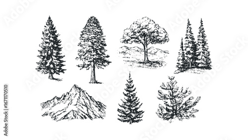 Collection of Hand Drawn Evergreen Trees and Mountain Peaks in Sketch Style. Vector hand drawn illustration