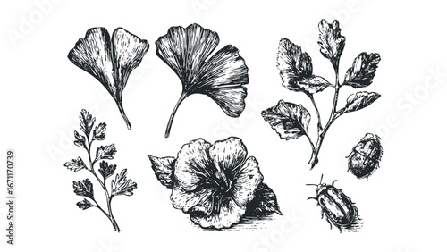 Hand Drawn Ginkgo Leaves, Flower and Beetle Set. Vector hand drawn illustration